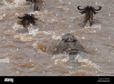 Nile crocodile (Crocodylus niloticus), attack on wildebeests in the