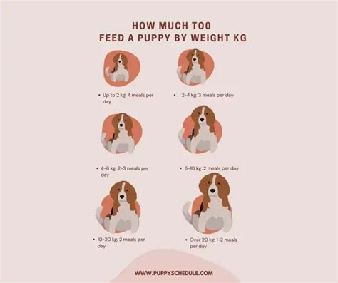how much to feed a puppy by weight kg calculator