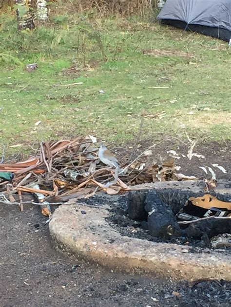 Stringybark Creek Camping Area Archerton Vic 3723 Australia