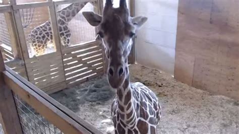 GIRAFFE CAM: April the Giraffe to give birth to calf - ABC7 Los Angeles