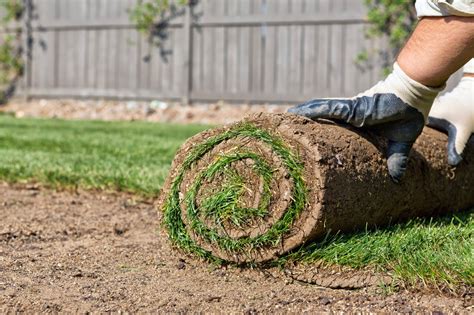 How To Lay Sod The Tree Center