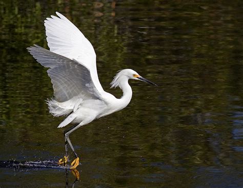 Snowy Egret In Flight Fishing Egretta Thula A Photo On Flickriver