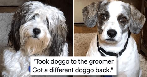 Take A Look At These Amazing Dog Transformation Photos