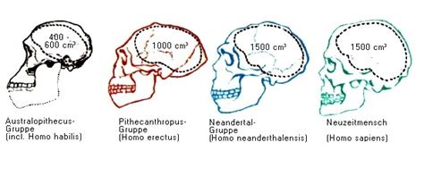 Homo (Biologie) | wissen.de