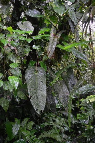 Anthurium Panamense · Inaturalist