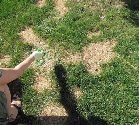 Homemade Grass Paint Grass Painting Diy Lawn Grass