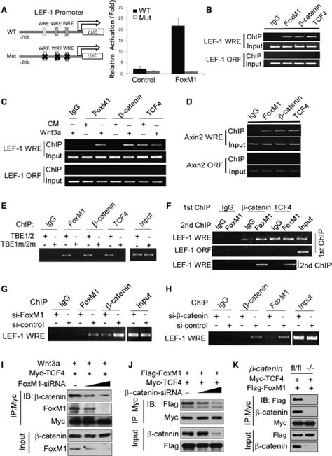 FoxM1 Promotes β Catenin Nuclear Localization and Controls Wnt Target