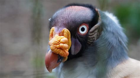 Urubu Come Carne Humana Em Decomposição - 5 coisas que você precisa saber sobre urubus - Parque das Aves