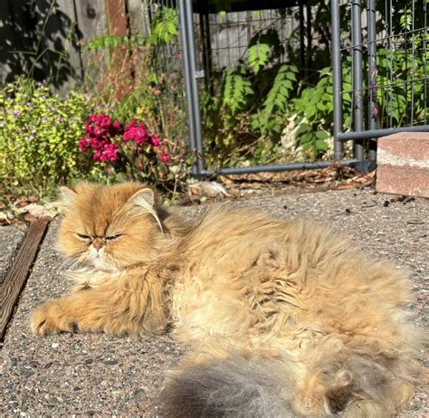 Doll Face Persians and British Longhair Kittens