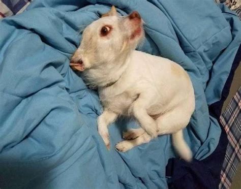 Photo This Pic Of A Dog Is An Optical Illusion Thats Making People