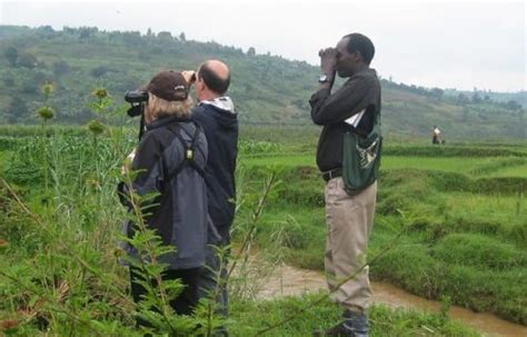 Bird Watching Tours Wildlife In Rwanda