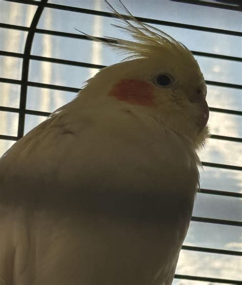 Can Birds Get Scabies From Humans And If So How Is It Treated R