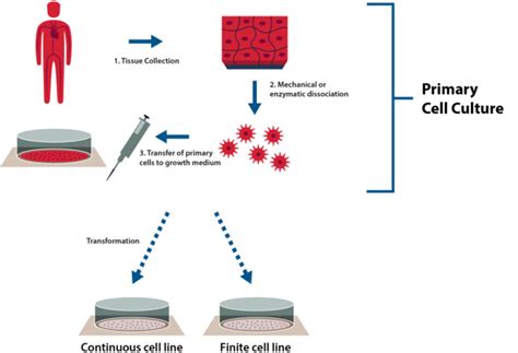 primary cell culture eppendorf japan