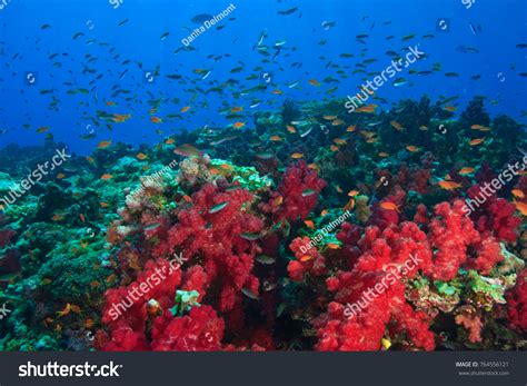 4732 Rainbow Reef Images Stock Photos And Vectors Shutterstock
