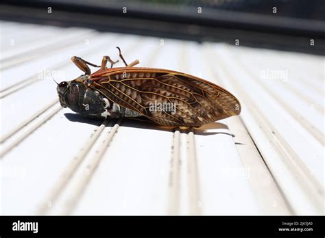Dead Cicadas On The Balcony In Summer Summer In Japan Stock Photo Alamy