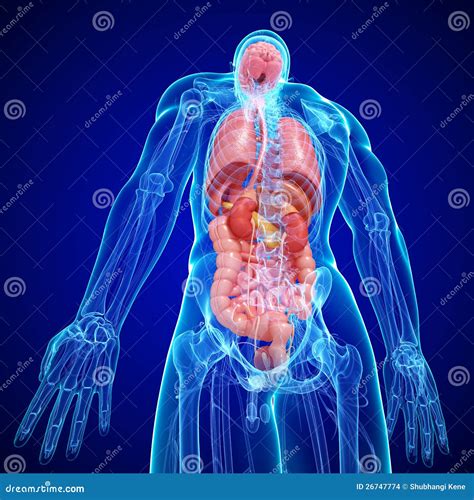 Anatomía De La Estructura Interna Del Cuerpo Humano Imagenes De Archivo