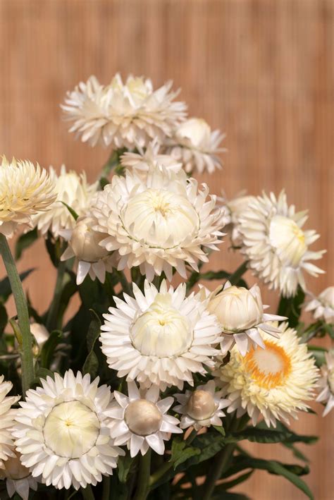 Strawflower Seeds – Helichrysum King Size Frosted Sulphur for Long
