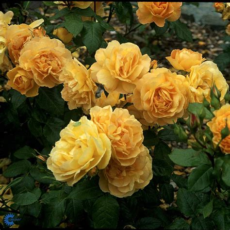 Amber Queen - Gartnerhallen A/S