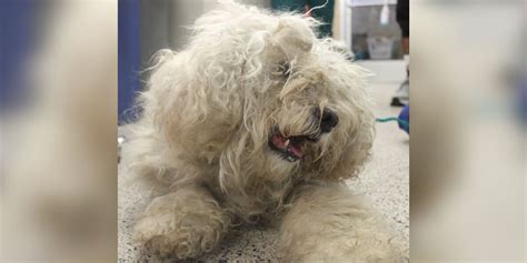 15 Year Old Dog Left At Shelter Transforms Into A Puppy Again With Tlc