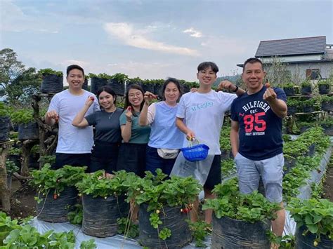 petik strawberry kebun