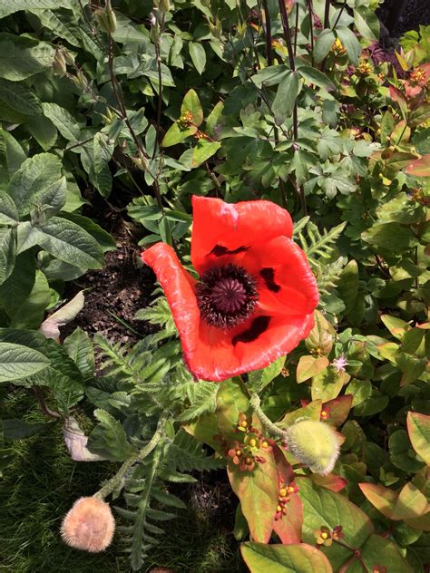 Giant poppy | Garden, Plants, Poppies