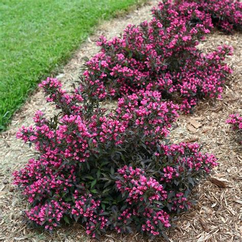 Weigela Spilled Wine Landscaping Plants Garden Landscaping