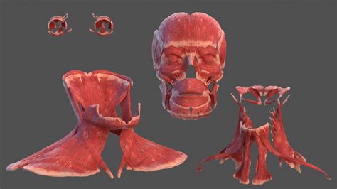 human head anatomy collection  turbosquid