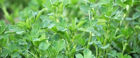 Alfalfa Leaf The Green Star And Its Nutritional Value Codeage