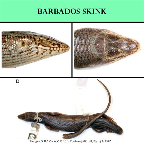 Conserving Barbados’ Endemic Reptiles | Biodiversity Barbados