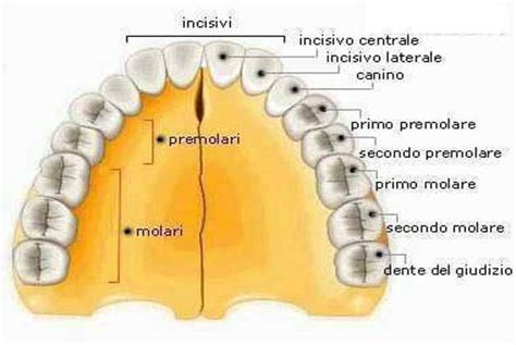 Nomi Dei Denti E Struttura Delle Arcate Dentali Cannizzo Studio Milano