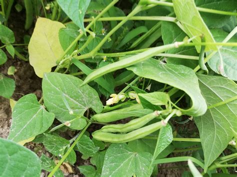 Фото бобы на огороде (69 фото) - фото - картинки и рисунки: скачать ...