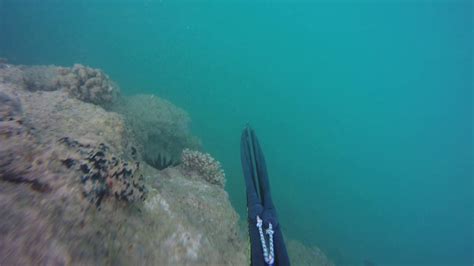 Oahu Hawaii Spearfishing Ledge Feb 2016 Youtube
