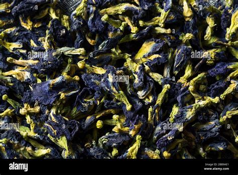 Butterfly Pea Flowers Hi Res Stock Photography And Images Alamy