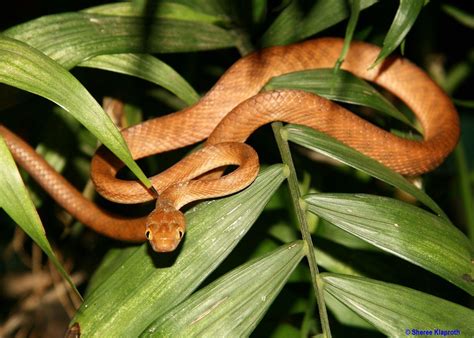brown tree snakes venomous  johnathan olivar blog