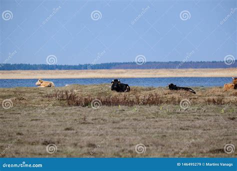 Wild Cows In Naked Pasture In Spring Stock Image Image Of Grass Winter 146495279