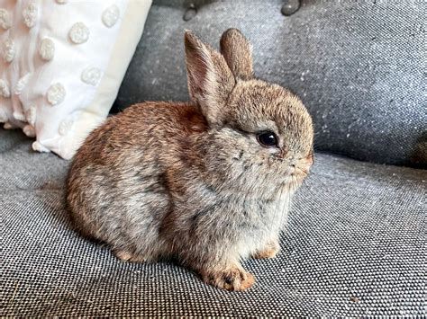 Baby Dwarf Bunny