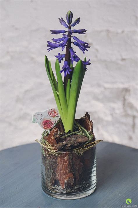 Hyacinth in Glass | Цветы в горшках, Цветы, Первоцветы