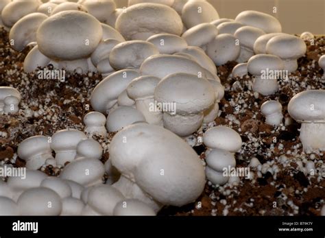 edible mushrooms  gills  res stock photography  images alamy