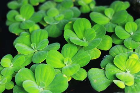 20 Great Floating Plants for a Small Pond - Gardening Channel