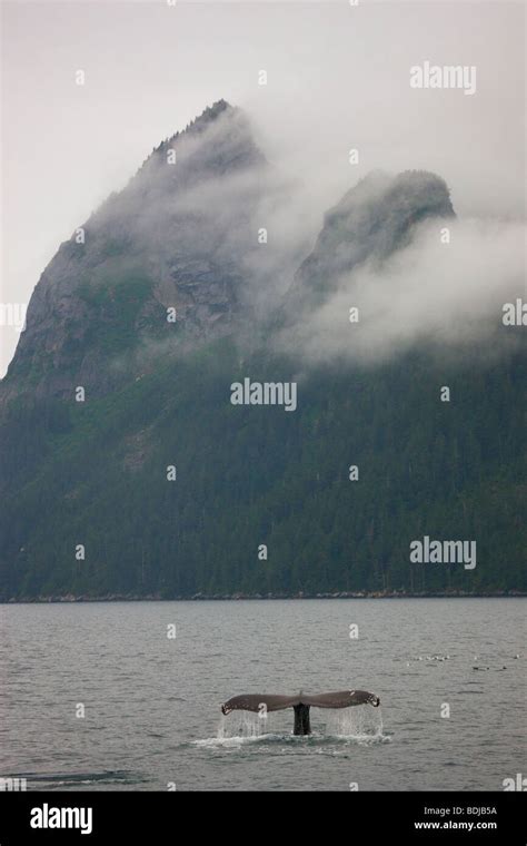 Humpback Whale Kenai Fjords National Park Alaska Stock Photo Alamy