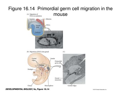 Ppt Chapter Germ Cells Fertilization And Sex Powerpoint Presentation Id