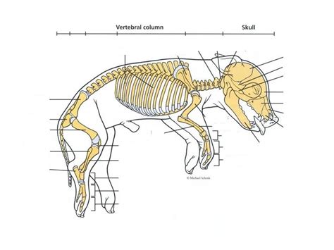Fetal Pig Lab Axial Skeleton Vertebral Column Pt 3 Diagram Quizlet