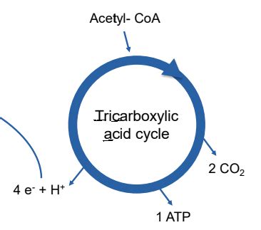 Metabolic Pathways Flashcards | Quizlet