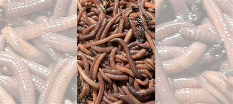 Калифорнийский червь купить в Калининграде | Хобби и отдых | Авито