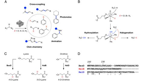 Radical Amino Acid Halogenases As Biocatalysts A Enzymatic C H