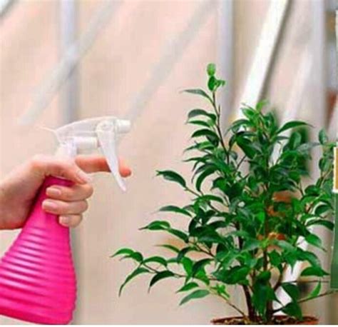 Янтарная кислота – ваш помощник в саду и огороде | Уютный дом в ...