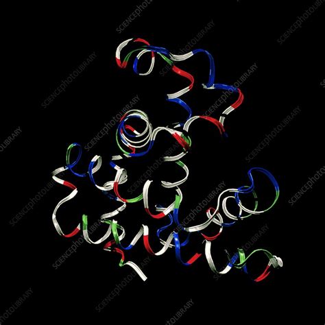 Myoglobin Protein Stock Image A6170078 Science Photo Library