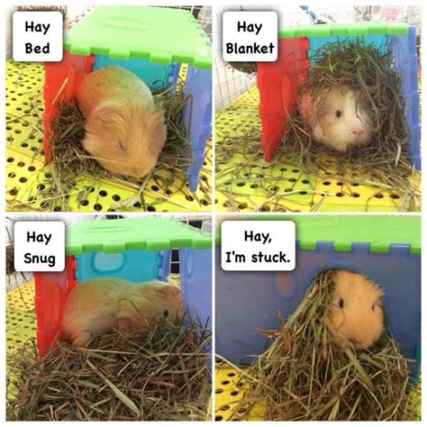 Who Knew Guinea Pigs Have Such An Interesting Conversations Artofit