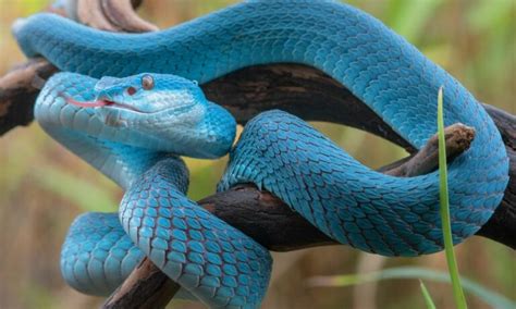 O'que Significa Sonhar Com Cobra Azul - O que significa Sonhar com Cobra Azul?