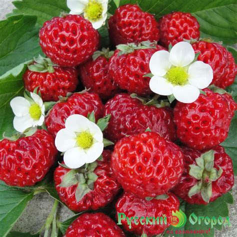 Малина Ананасная Описание Сорта Фото – Telegraph